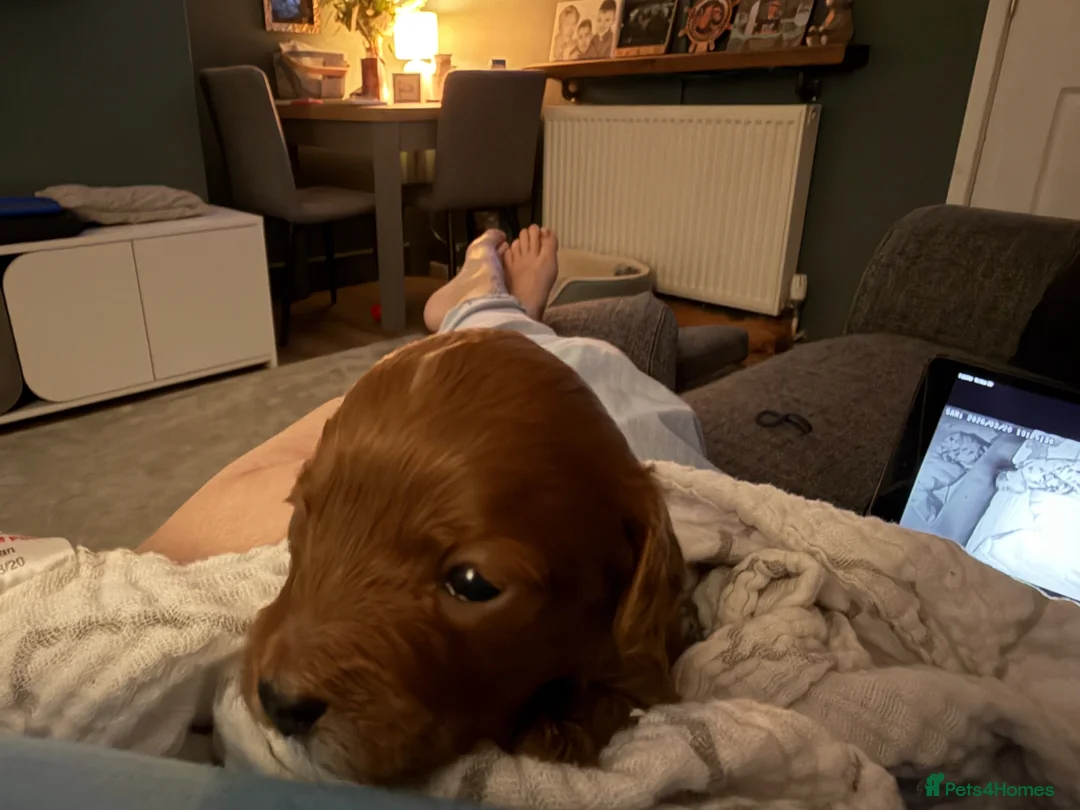 Cavapoo dogs for sale: Cavapoo f1 puppies - Advert 10