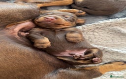 Miniature Dachshund dogs for sale: Stunning miniature dachshunds - Image 9