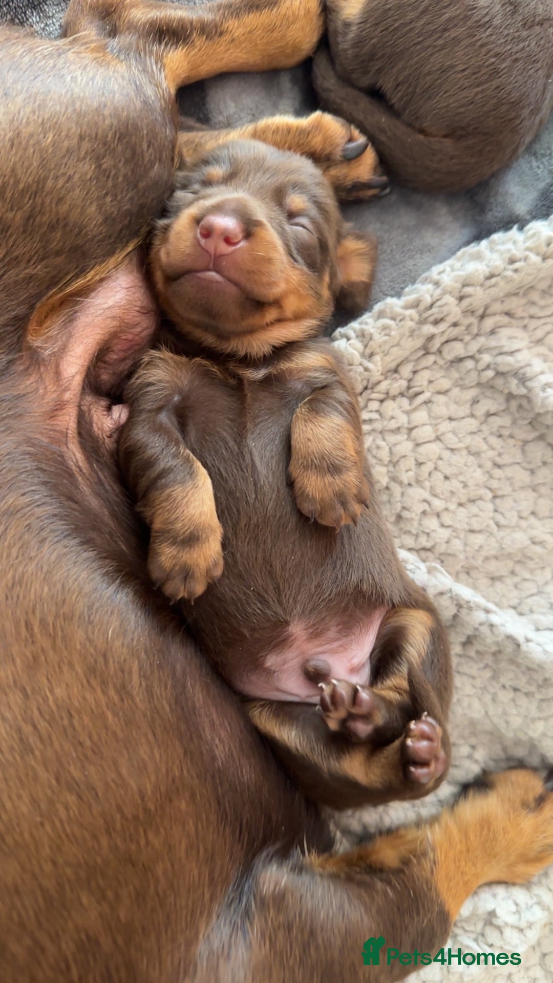 Miniature Dachshund dogs for sale: Stunning miniature dachshunds - Image 9