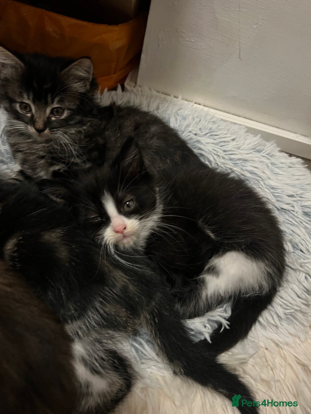 Mixed Breed cats for sale: Cheap Kittens for sale  (Ready to go asap) - Advert 13