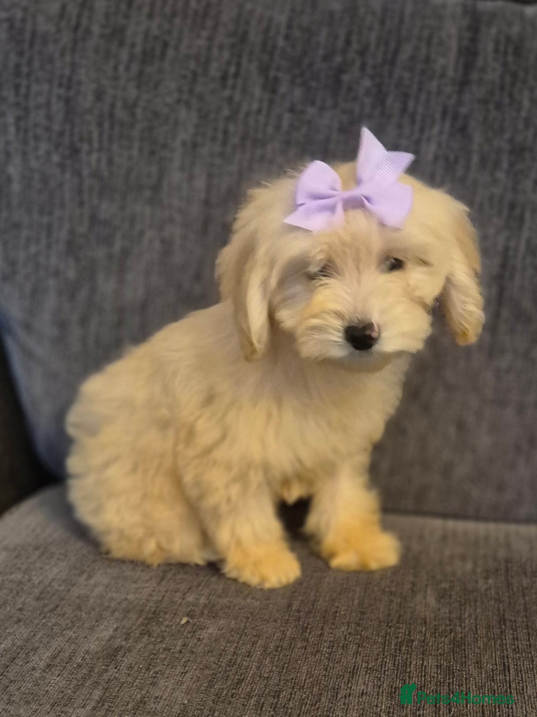 Cockapoo dogs for sale: Stunning F1 Cockapoo Puppies  - Advert 9