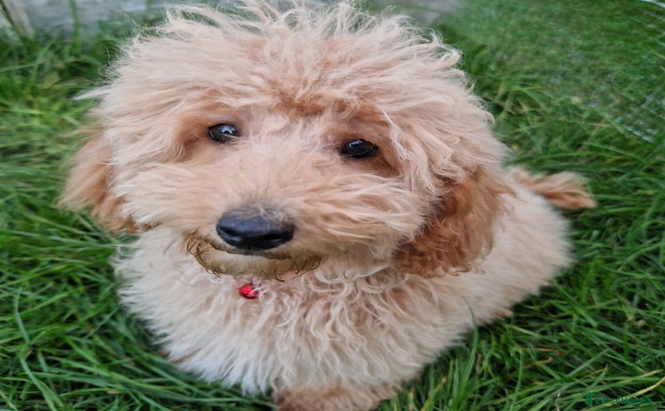 Cockapoo dogs - Advert 1