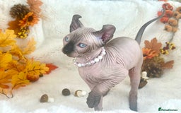 Sphynx cats for sale: 7 adorable Sphynx  looking for their forever home - Image 12