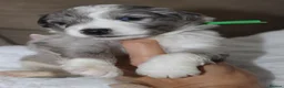 Australian Shepherd dogs for sale: Aussiedoodle puppies F1 health tested parents  - Advert 9