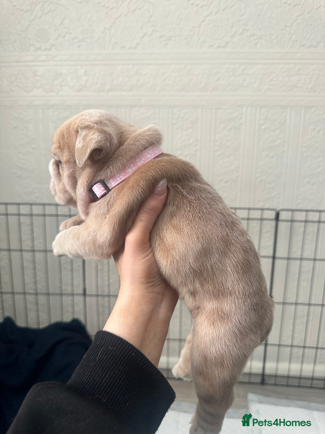 English Bulldog dogs for sale: English bulldog pups - Image 10
