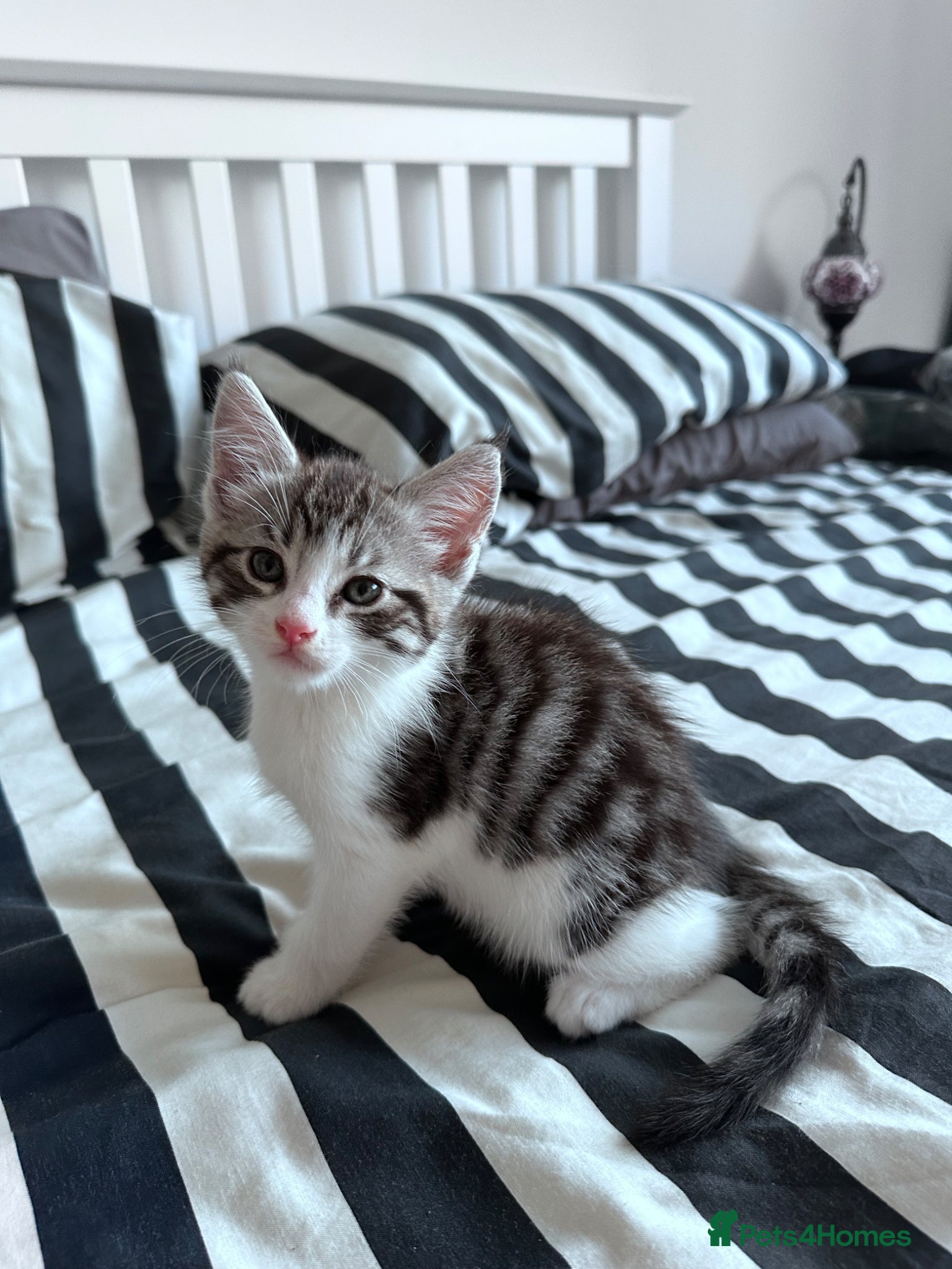 Maine Coon cats for sale: 3 beautiful Maine coon/ Mix boy kittens left  - Advert 11