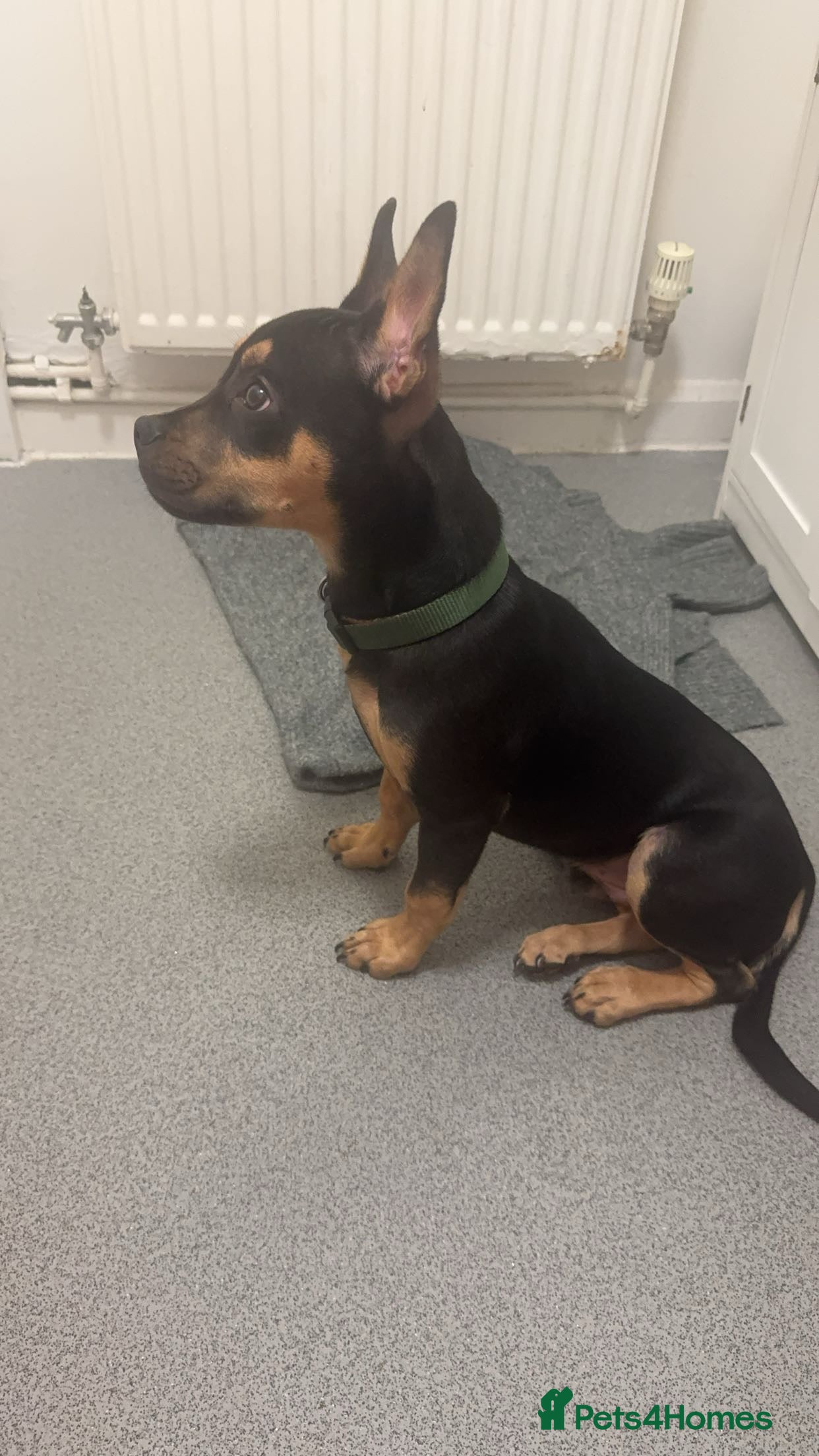 Mixed Breed dogs Doberman mixed breed male 3 months - Advert 1
