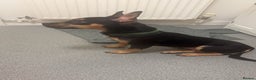 Mixed Breed dogs for sale: Doberman mixed breed male 3 months - Advert 1