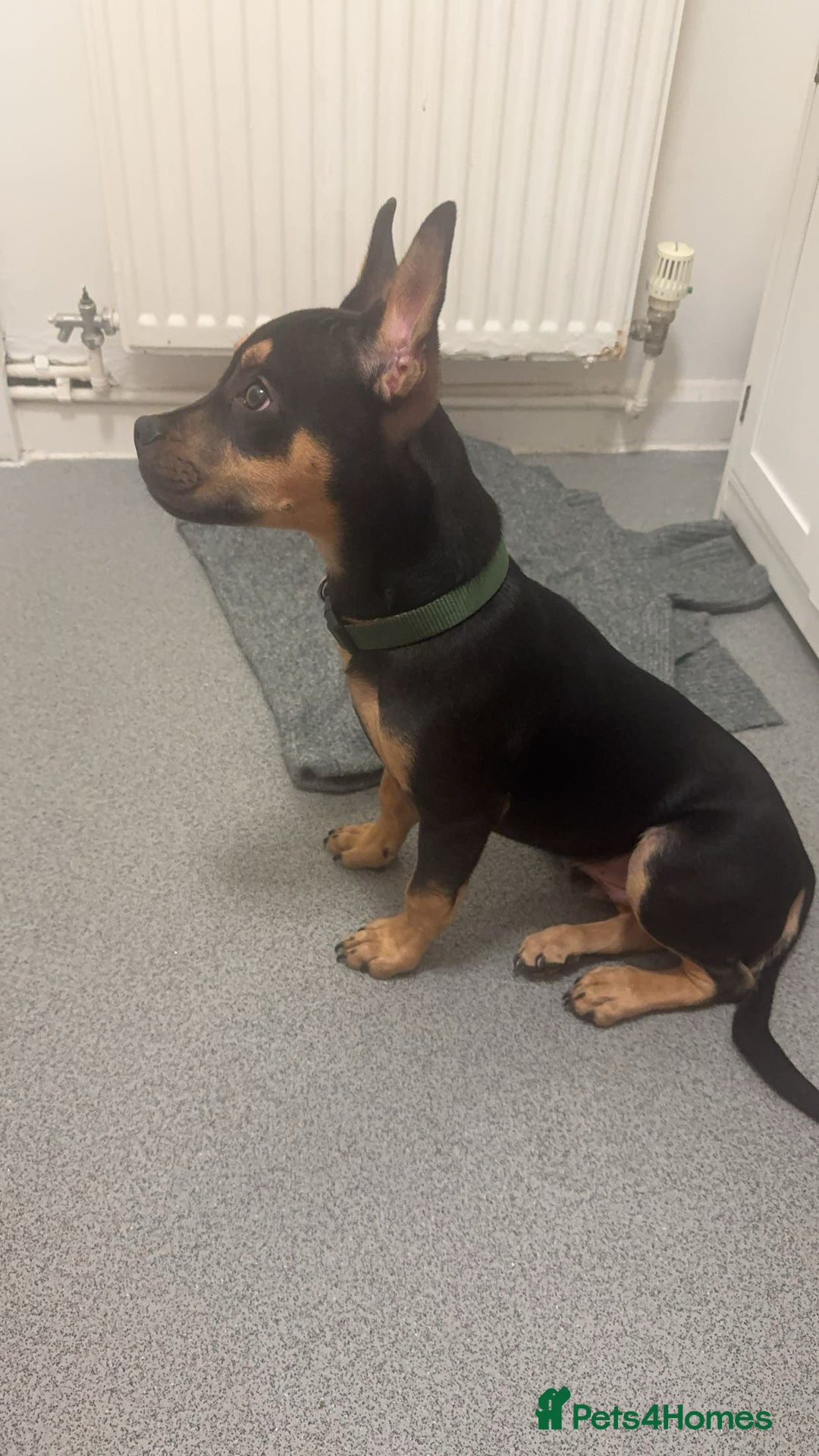 Mixed Breed dogs for sale: Doberman mixed breed male 3 months - Advert 1