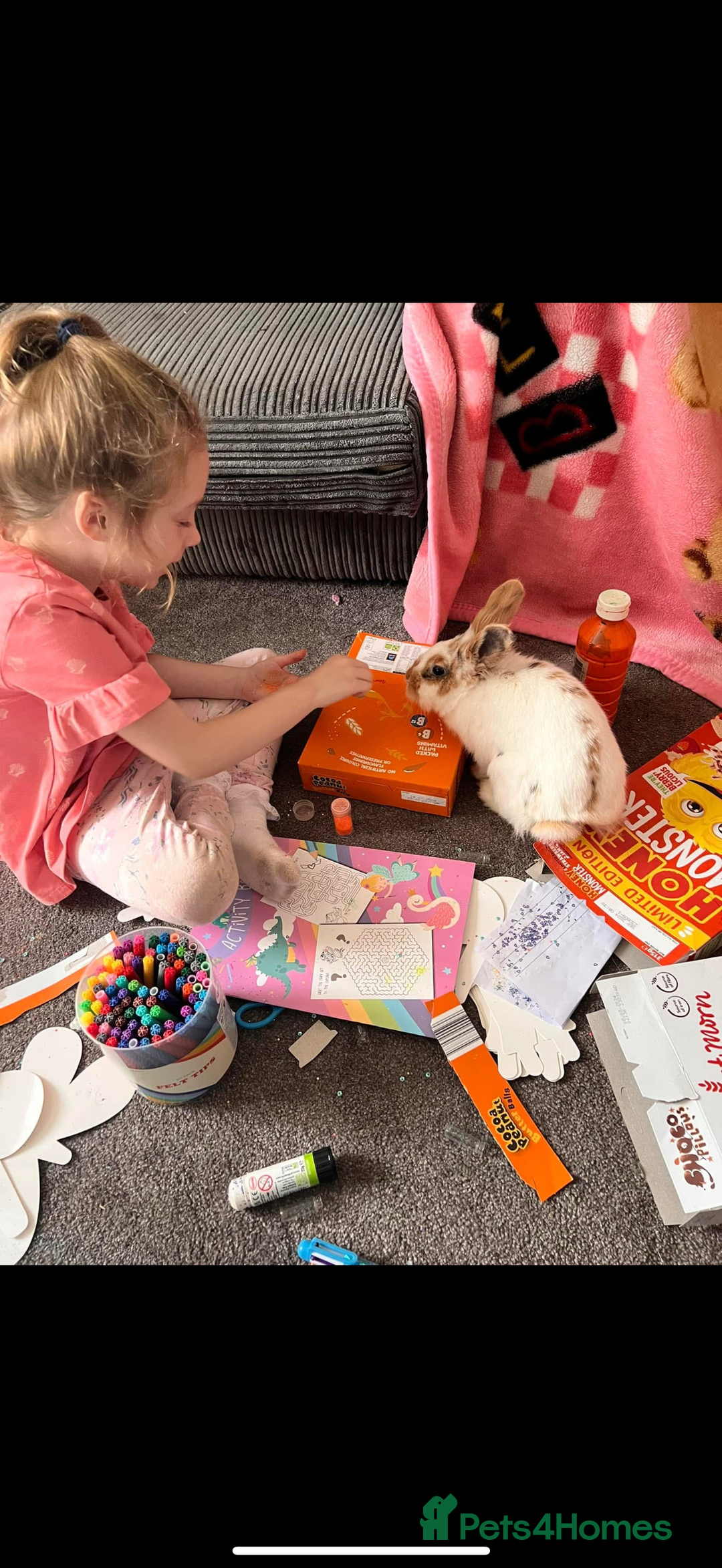 Lionhead rabbits for sale: Lion head rabbit  - Image 3