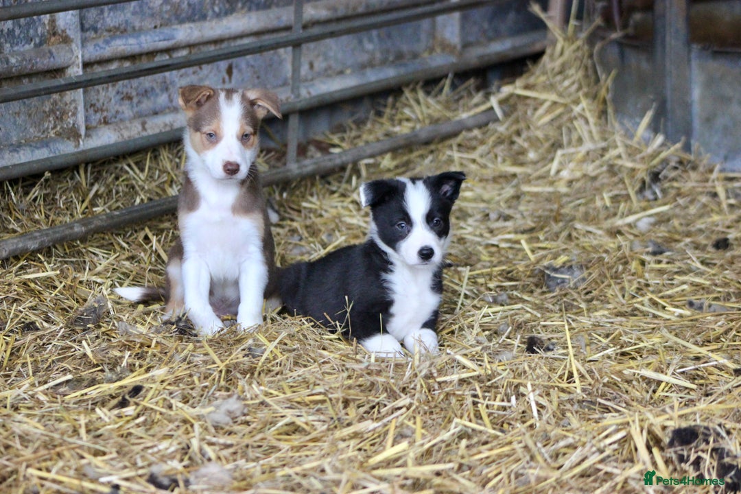 Border Collie dogs for sale: Border Collie Puppies  - Image 8