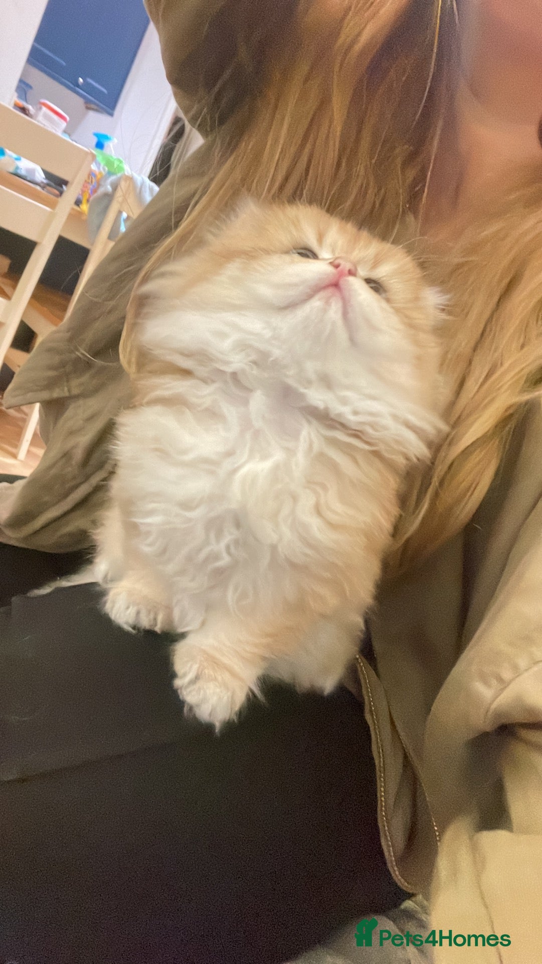 British Longhair cats for sale: Last BLH beautiful Boy - Advert 4