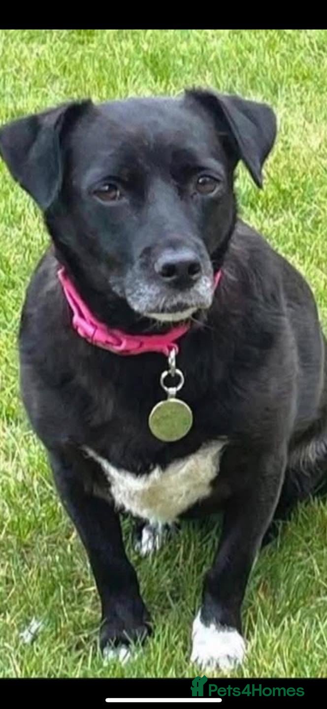 Mixed Breed dogs 🐾❤️Meet Bramble - Advert 1