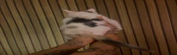 Maine Coon cats for sale: Maine Coon kittens in Cupar - Advert 12