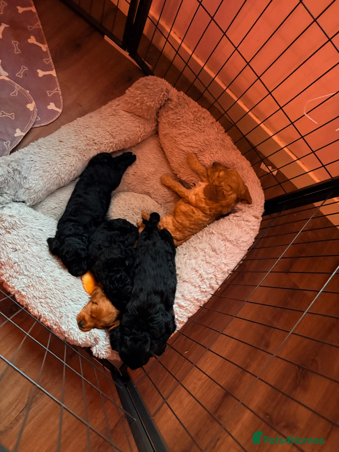 Cockapoo dogs for sale: Stunning fb1 cockapoos - last two left !!  - Advert 2