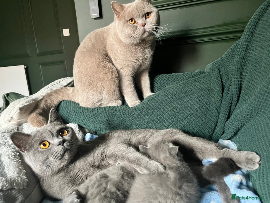 British Shorthair cats for sale: Kind Souls Fluffy Coats British Shorthair Kittens - Image 20