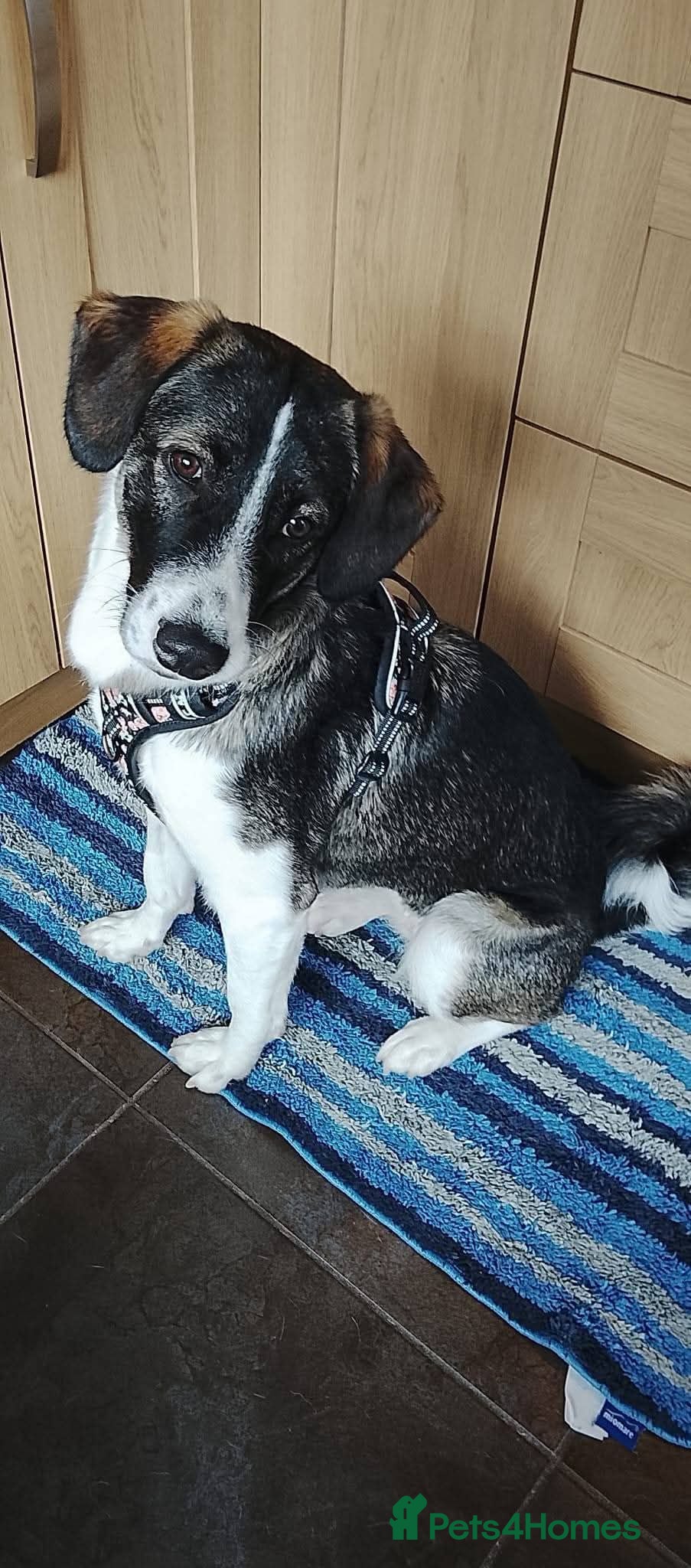 Mixed Breed dogs Meet Trixie, currently residing in Cheshire  - Advert 1