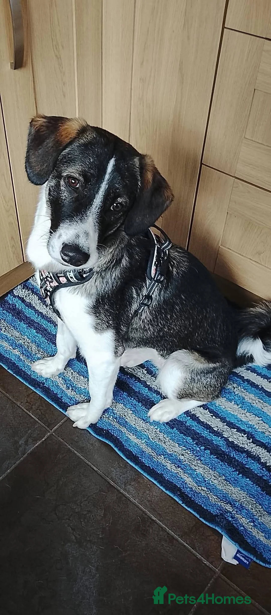 Mixed Breed dogs for adoption: Meet Trixie, currently residing in Cheshire  in Crewe - Advert 1