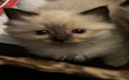 Ragdoll cats for sale: Beautiful ragdoll kittens for sale  - Advert 9