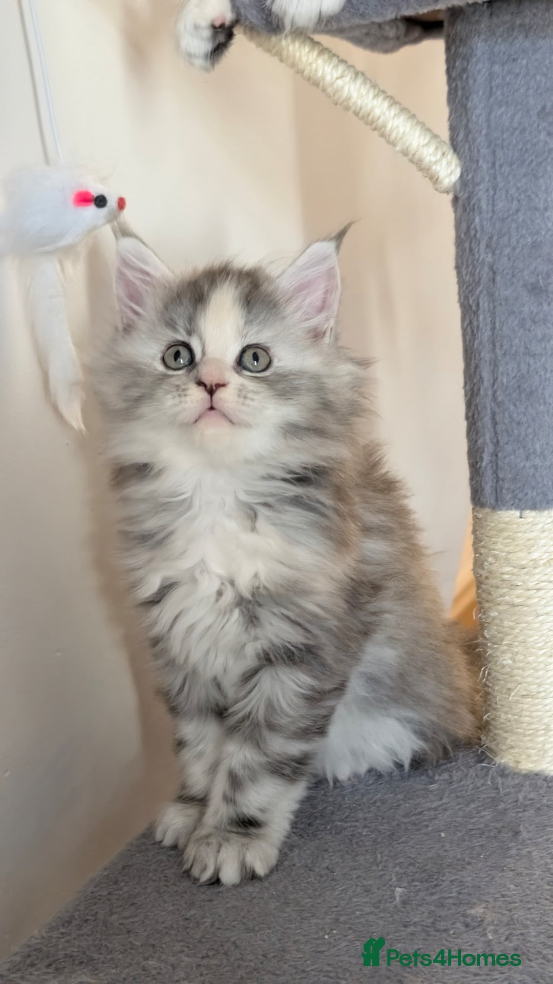 Maine Coon cats for sale: 8 week old mainecoon - Advert 6