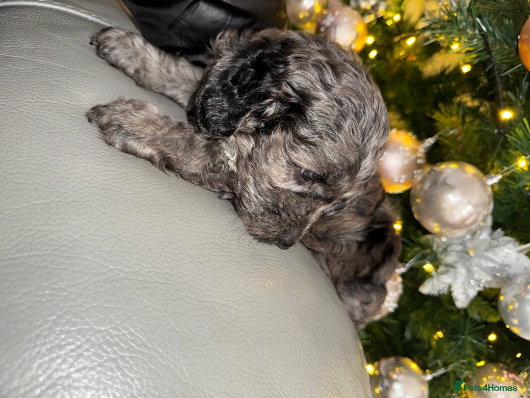 Cockapoo dogs for sale: Cockerpoo FB1 ready to leave  **  Eve  - Advert 21