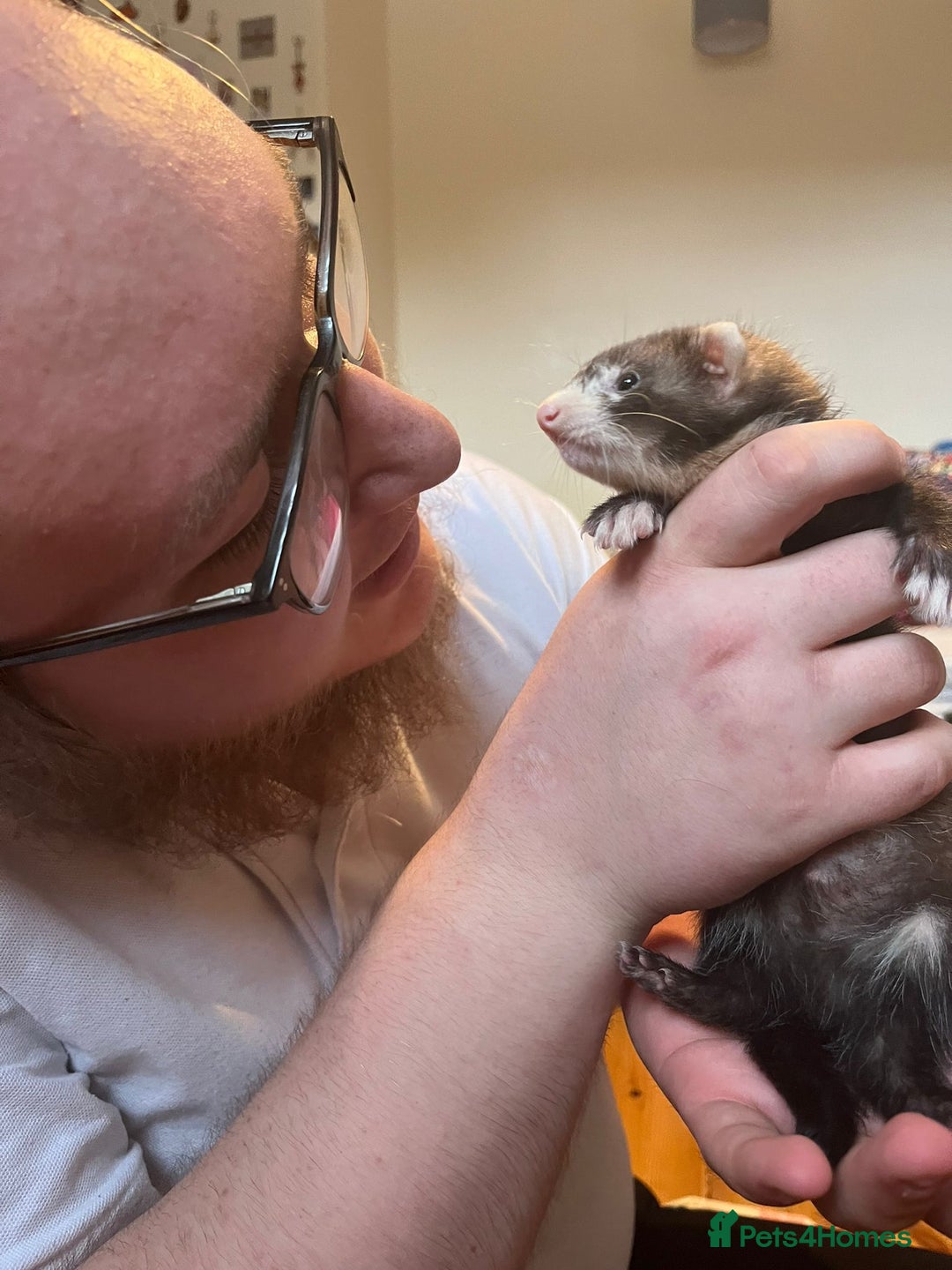 Ferret rodents for sale: 2 ferrets for sale together (a girl, a boy)  - Advert 2