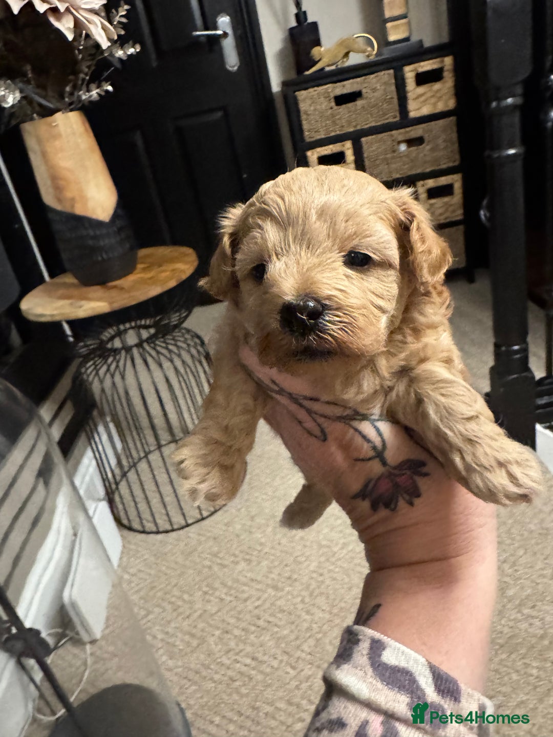 Maltipoo dogs for sale: Teddy bear maltipoo puppies  - Image 17