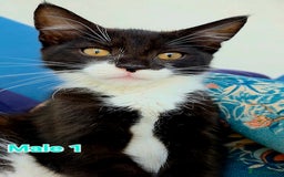 Mixed Breed cats for sale: 4 Maine Coon X Kittens Still Available!! - Image 13