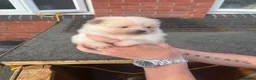 Pomeranian dogs for sale: 2 Pomeranian boy puppies for sale - Advert 8