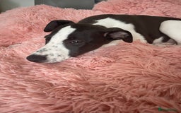 Whippet dogs for sale: KC Registered Whippet Puppies - Image 22