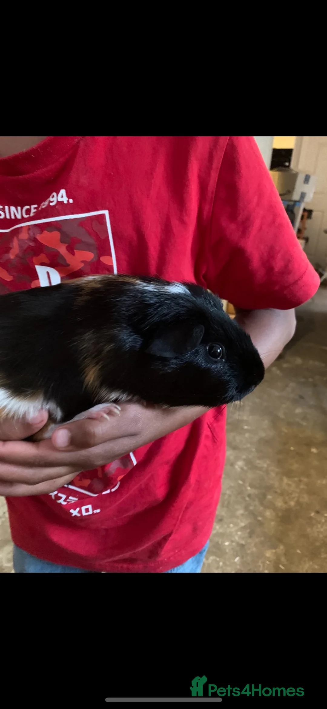 Guinea Pig rodents for sale: 2 Bonded Pairs of Male Guinea Pigs - Advert 3