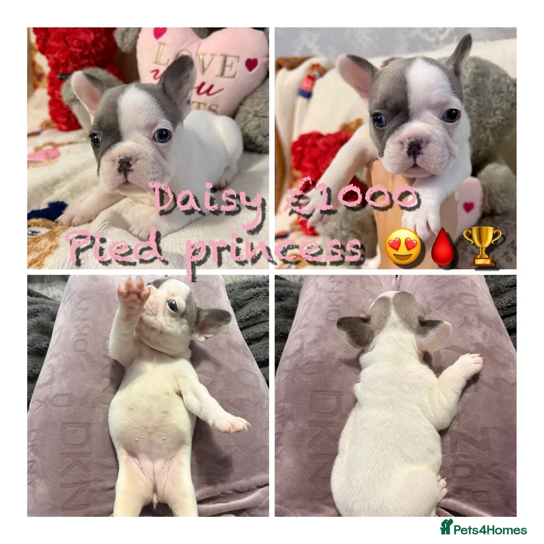French Bulldog dogs for sale: 🏆 FRENCH BULLDOG 🏆 - Advert 17