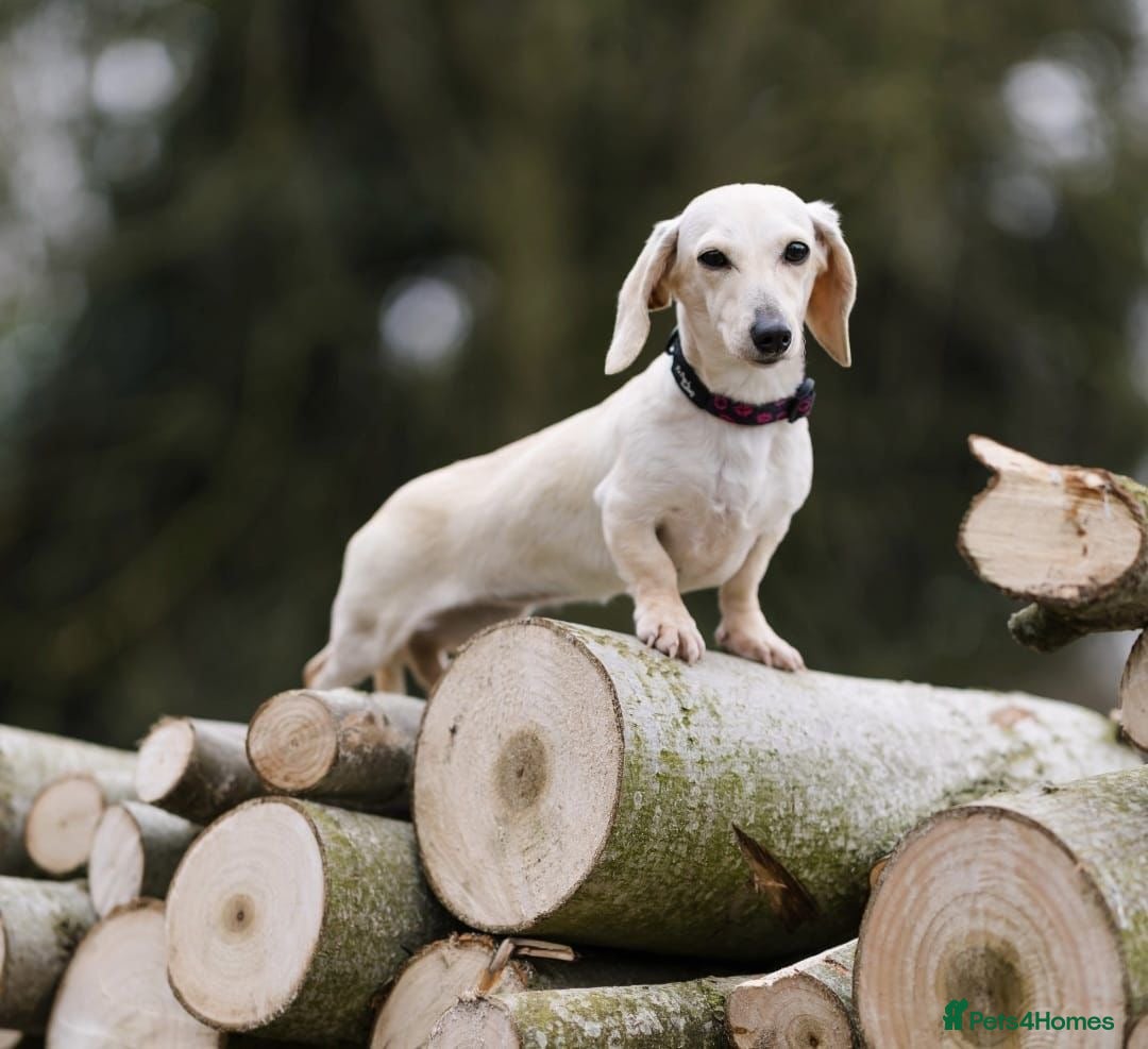 Miniature Dachshund dogs Kc Cream long hair carrier 1 year old female  - Advert 3
