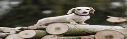 Miniature Dachshund dogs for sale: Kc Cream long hair carrier 1 year old female  - Advert 1