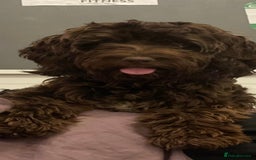 Cockapoo dogs for sale: 3 beautiful toy cockapoos  - Image 6