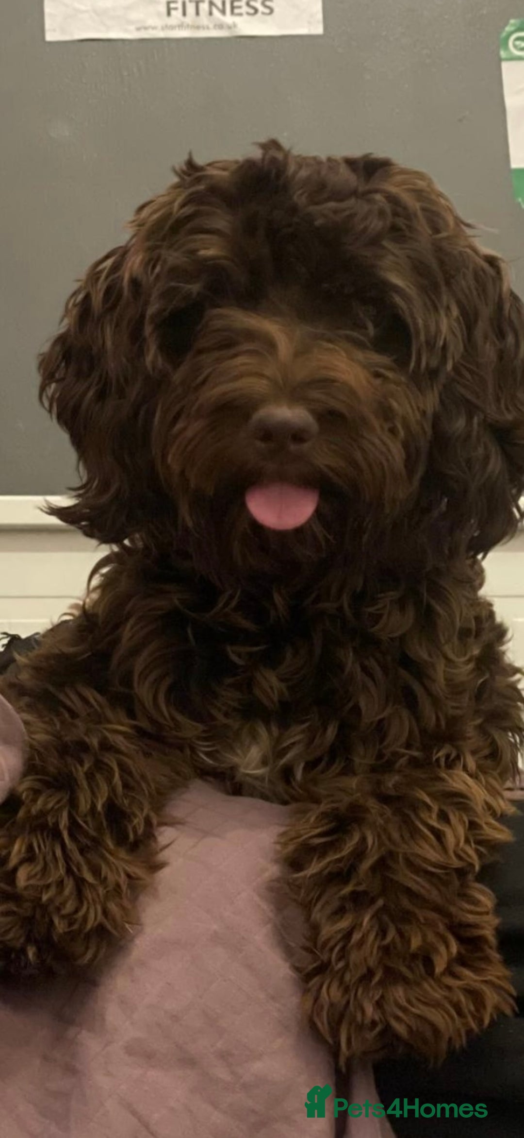 Cockapoo dogs for sale: 3 beautiful toy cockapoos  - Image 6