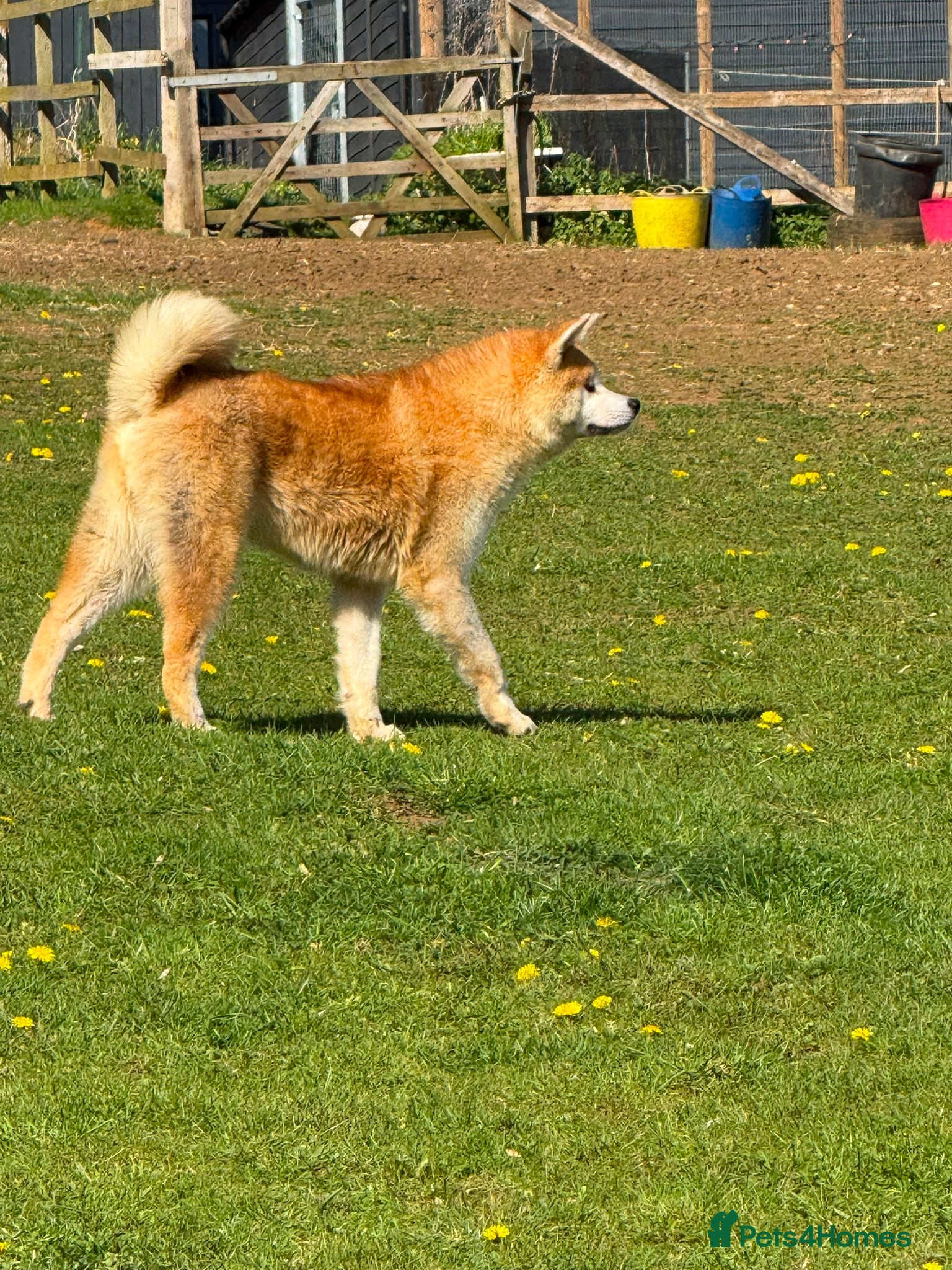 Japanese Akita Inu dogs for sale: Japanese Akita Inu  in Sandy - Advert 5