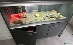 Tortoise reptiles for sale: Tortoises and set up - Image 1