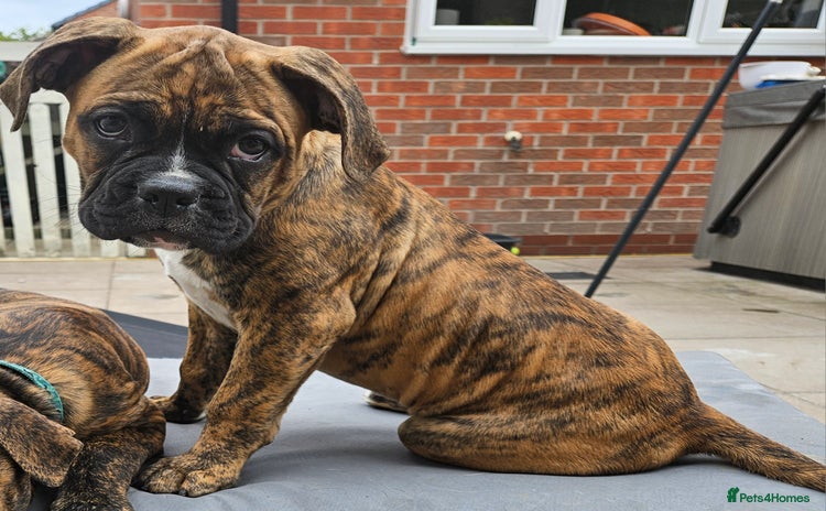 Mixed Breed dogs - Advert 10