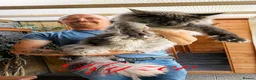 Maine Coon cats for sale: 9 STUNNING BLACK SMOKE MAINE COON CUBS  - Advert 29