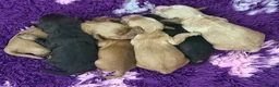 Cockapoo dogs for sale: Beautiful litter of F1B Cockerpoo Puppies - Advert 15