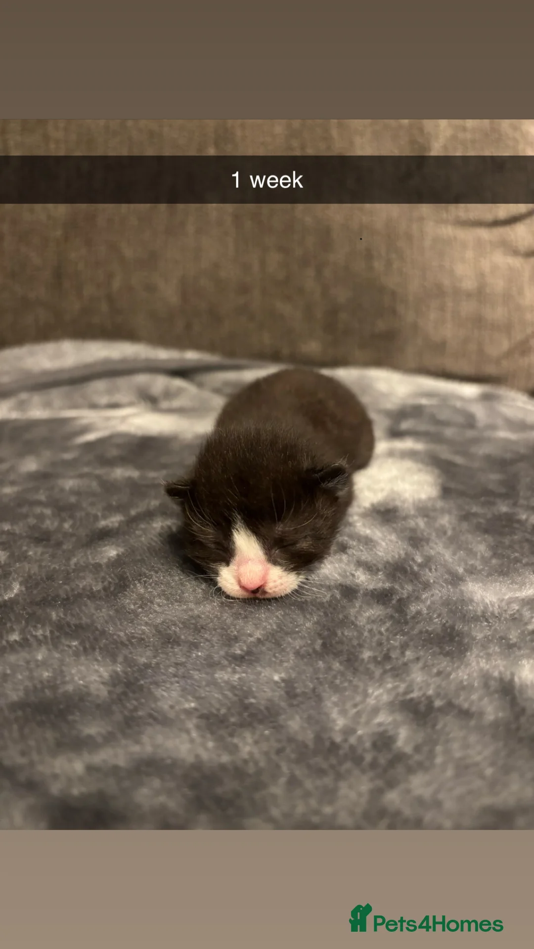 Domestic Shorthair cats for sale: 4 baby kittens  - Advert 6
