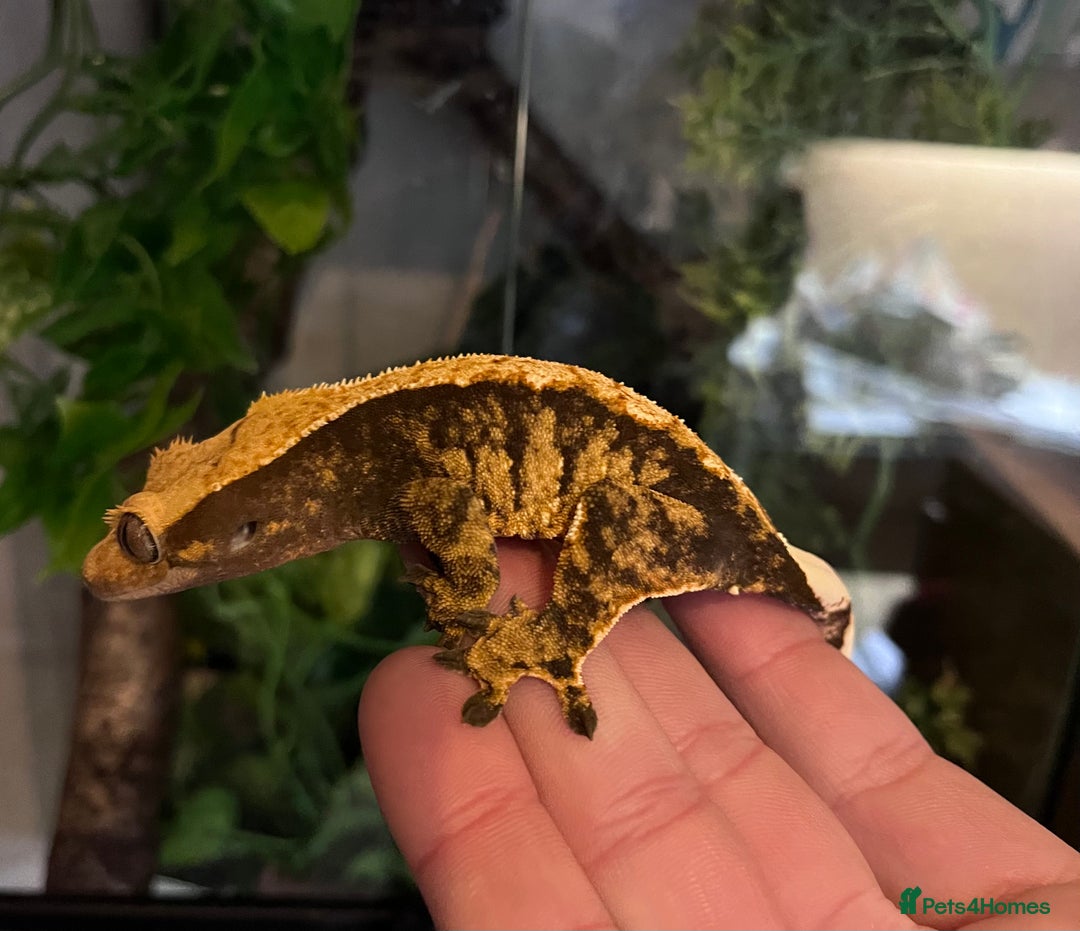 Gecko reptiles for sale: Crested geckos for sale  - Advert 6