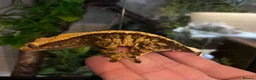 Gecko reptiles for sale: Crested geckos for sale  - Advert 6