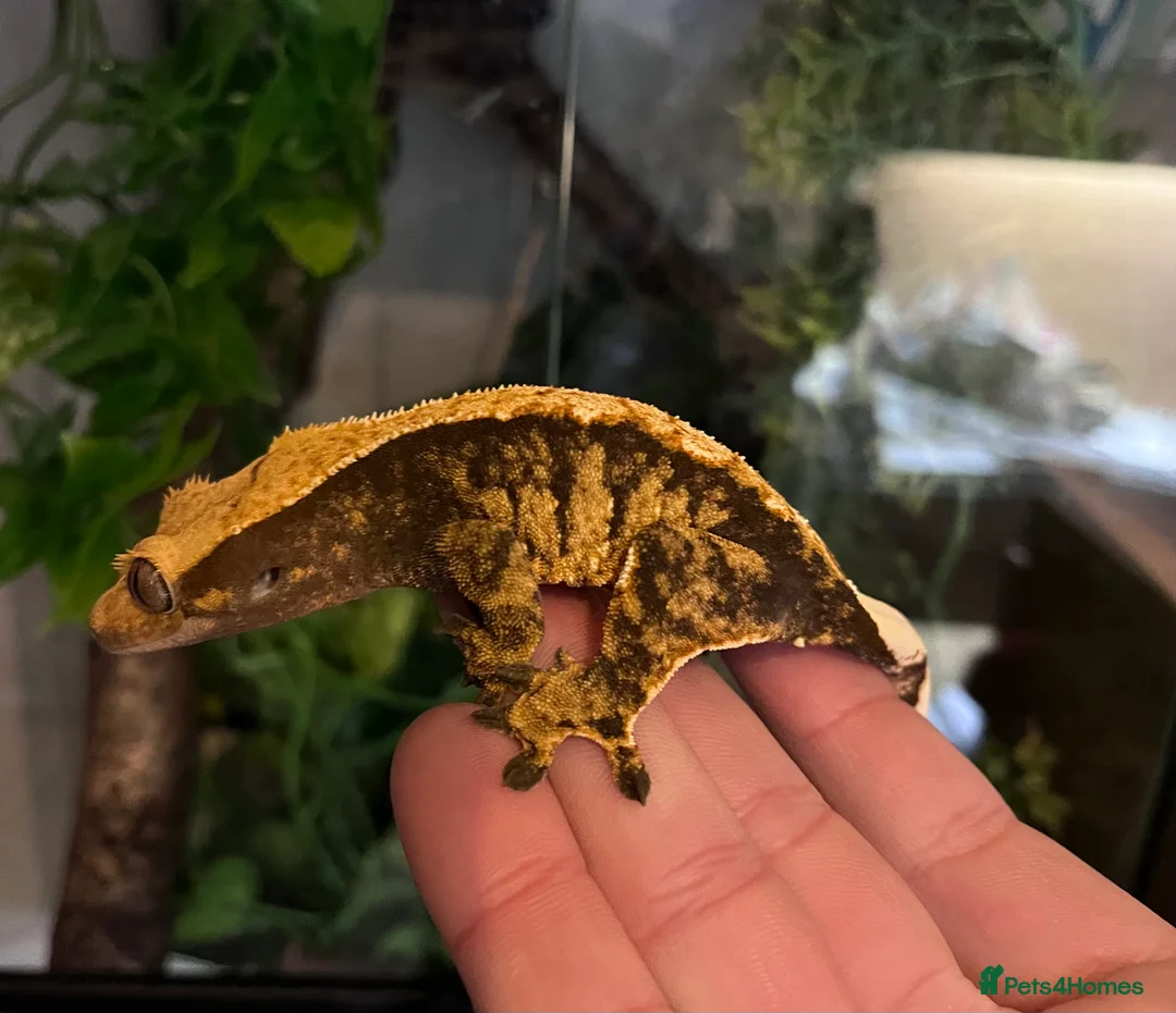 Gecko reptiles for sale: Crested geckos for sale  - Advert 6