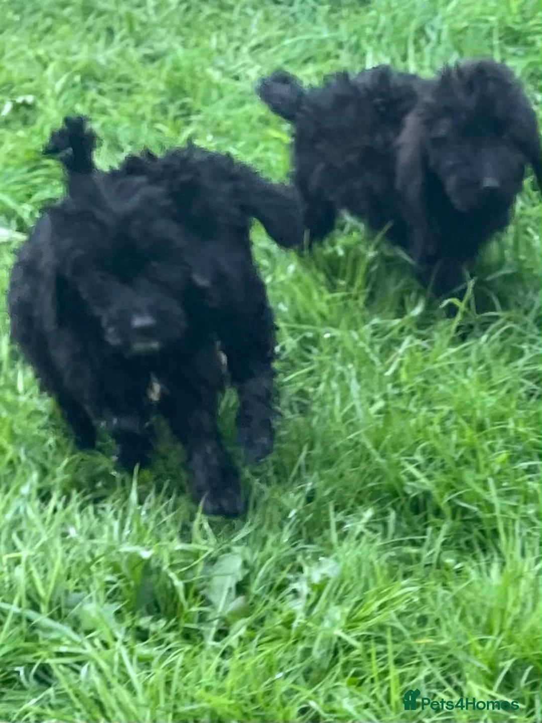 Cockapoo dogs for sale: F1 Black Cockapoo puppies - Advert 15