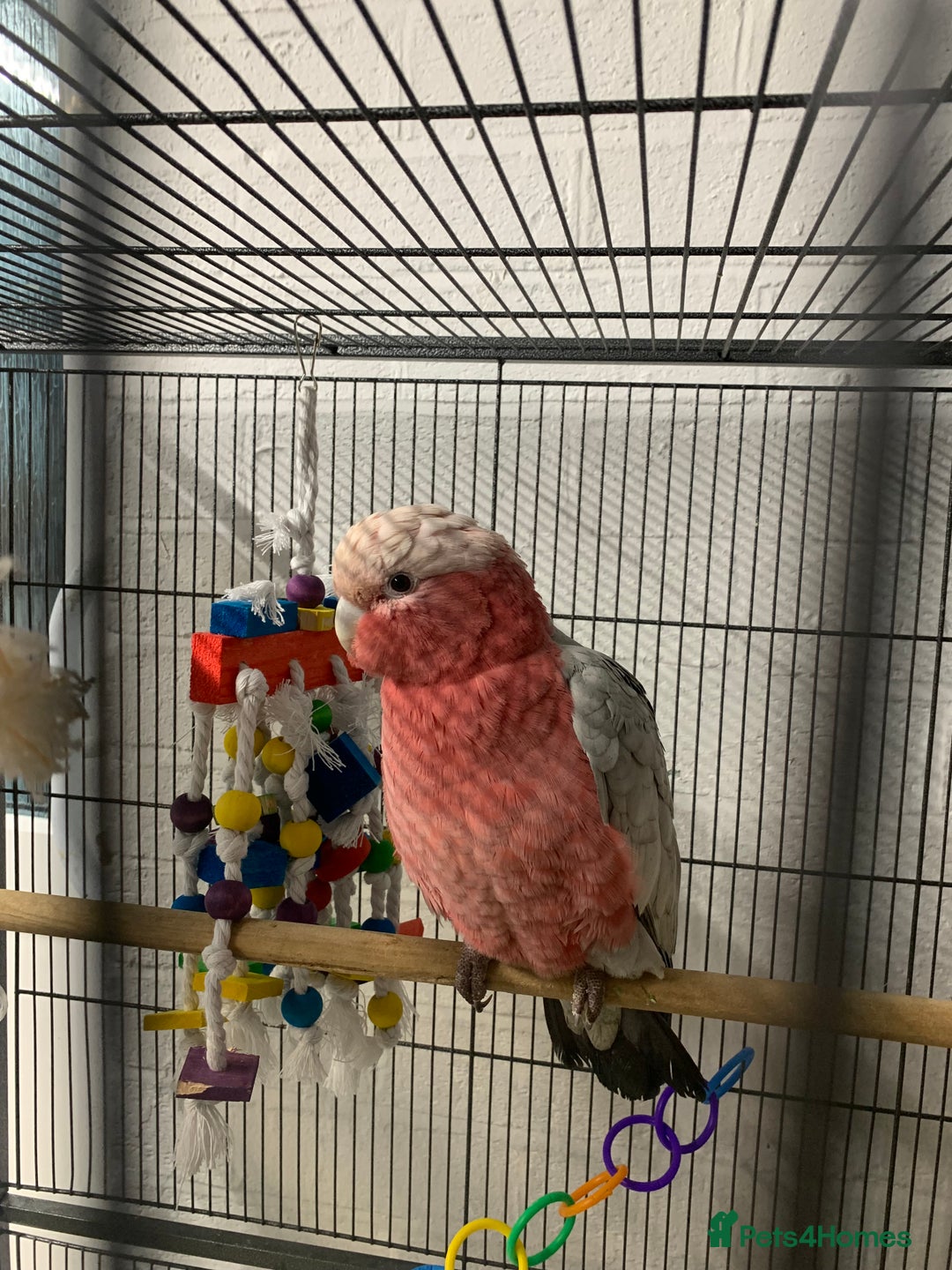 Cockatoo birds for sale: Galah cockatoo  - Advert 2