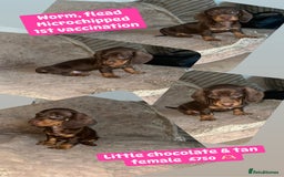 Miniature Dachshund dogs for sale: Miniature dachshund puppies excellent quality  - Image 16