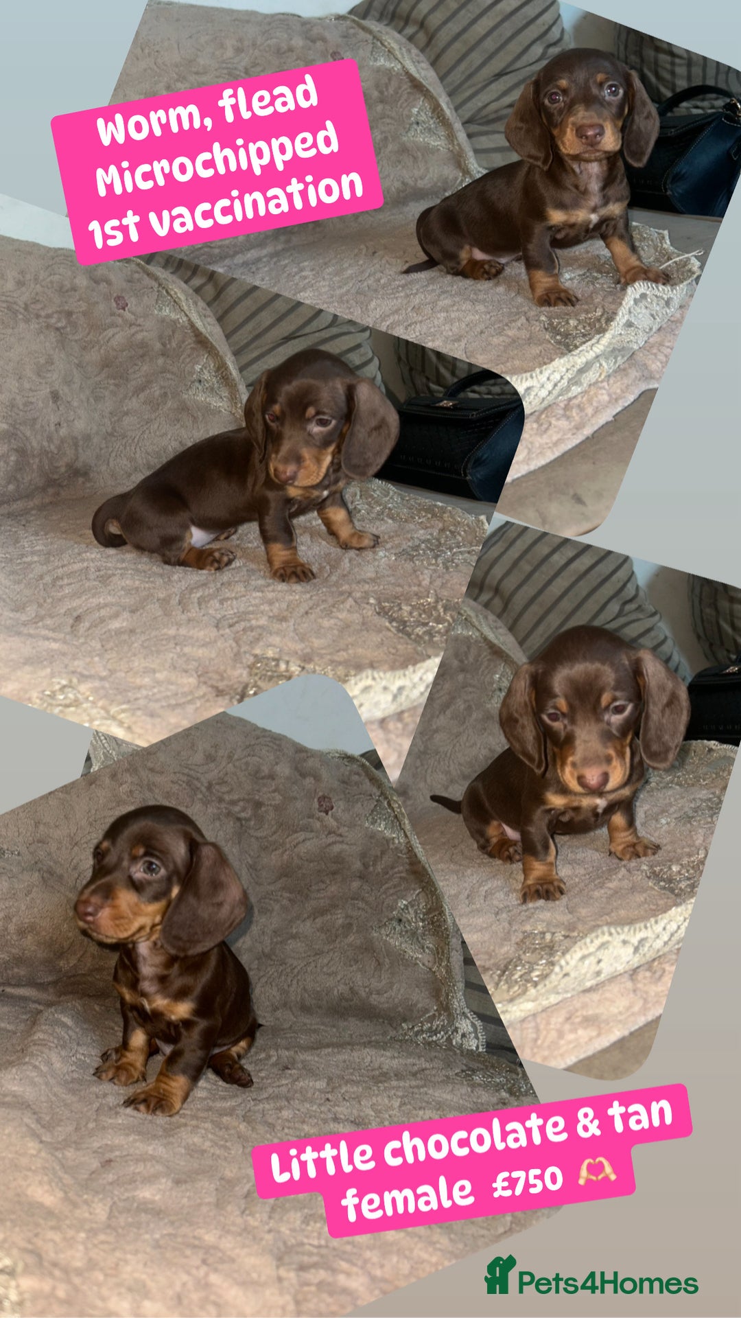 Miniature Dachshund dogs for sale: Miniature dachshund puppies excellent quality  - Image 16