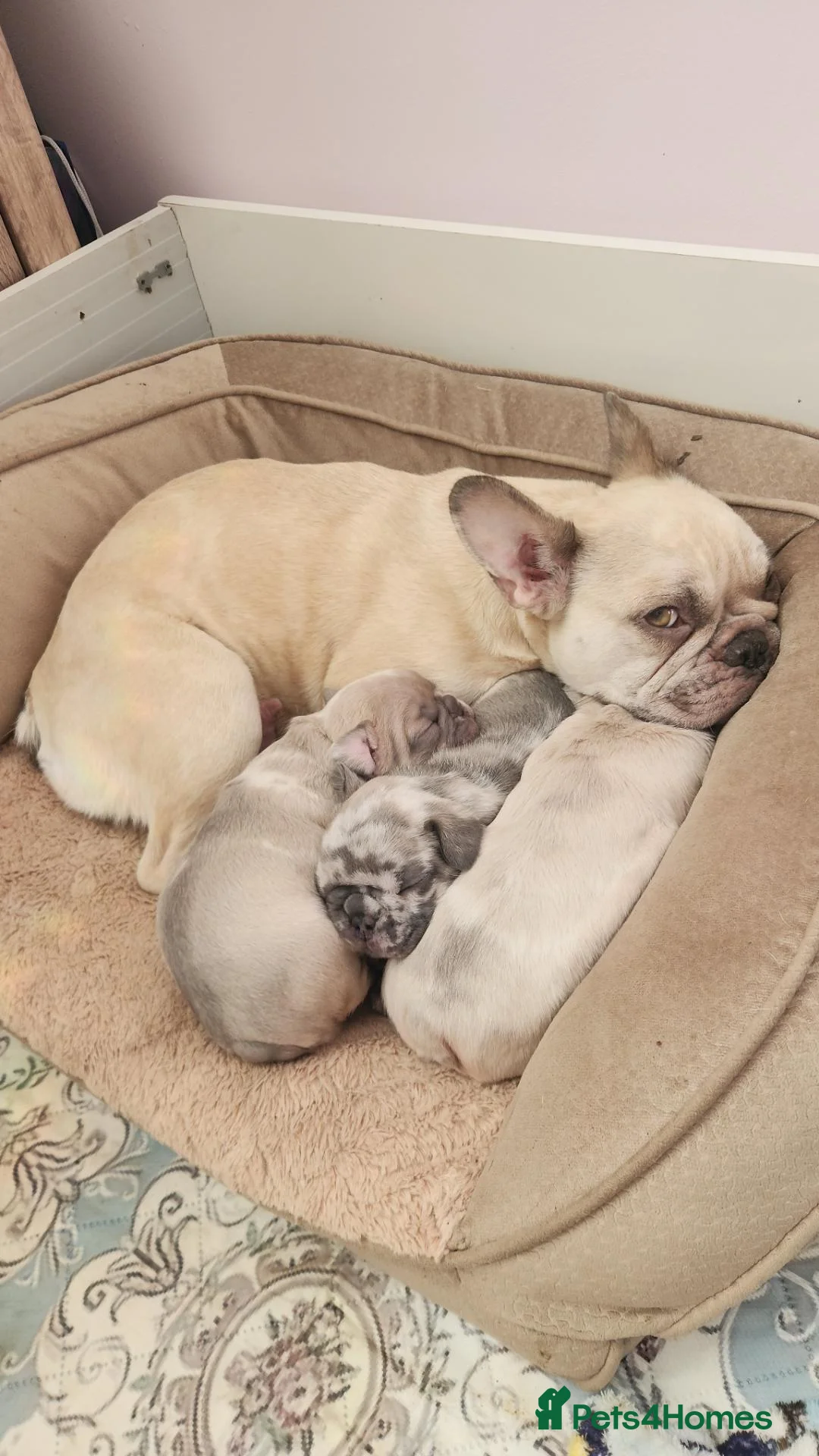 French Bulldog dogs for sale: French bulldog in Houghton le Spring - Advert 10